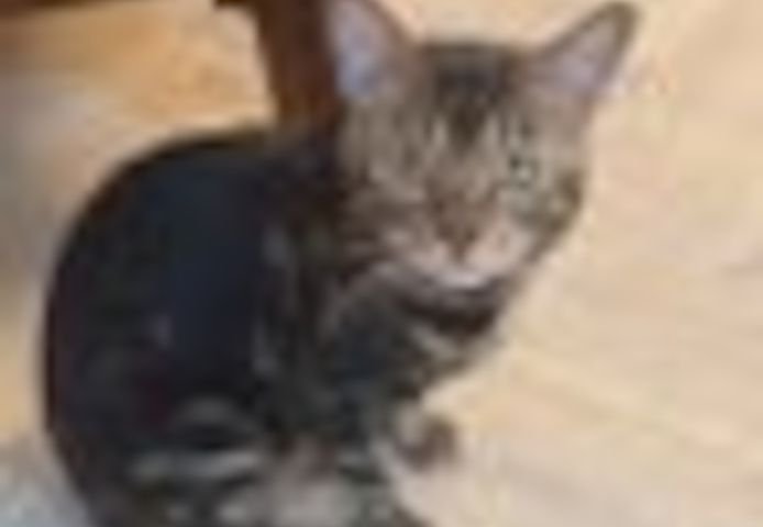 2 Jahre alter, kastrierter Kater (Bengale - Marbel) mit Stammbaum