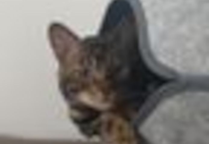 2 Jahre alter, kastrierter Kater (Bengale - Marbel) mit Stammbaum