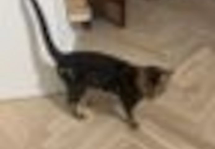 2 Jahre alter, kastrierter Kater (Bengale - Marbel) mit Stammbaum