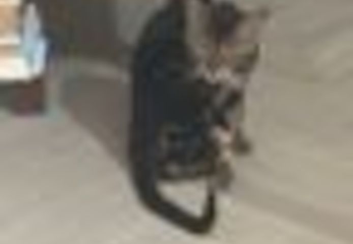 2 Jahre alter, kastrierter Kater (Bengale - Marbel) mit Stammbaum