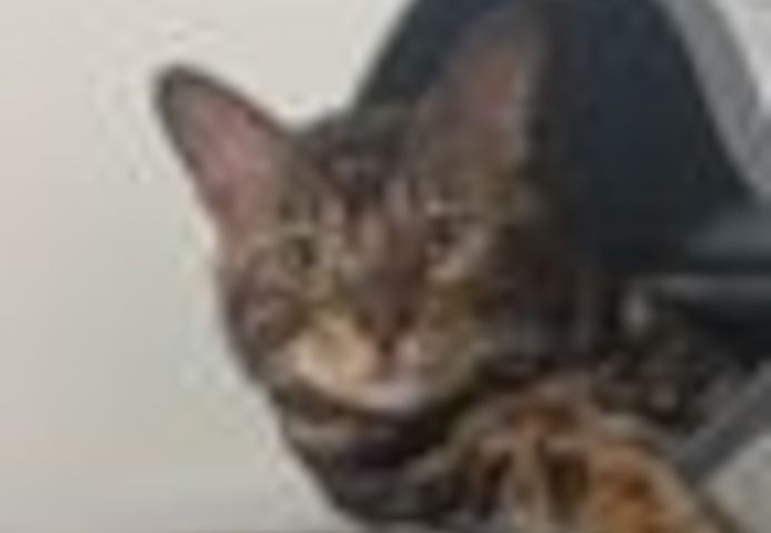 2 Jahre alter, kastrierter Kater (Bengale - Marbel) mit Stammbaum