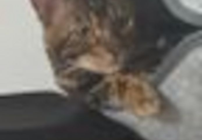 2 Jahre alter, kastrierter Kater (Bengale - Marbel) mit Stammbaum