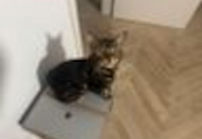 2 Jahre alter, kastrierter Kater (Bengale - Marbel) mit Stammbaum