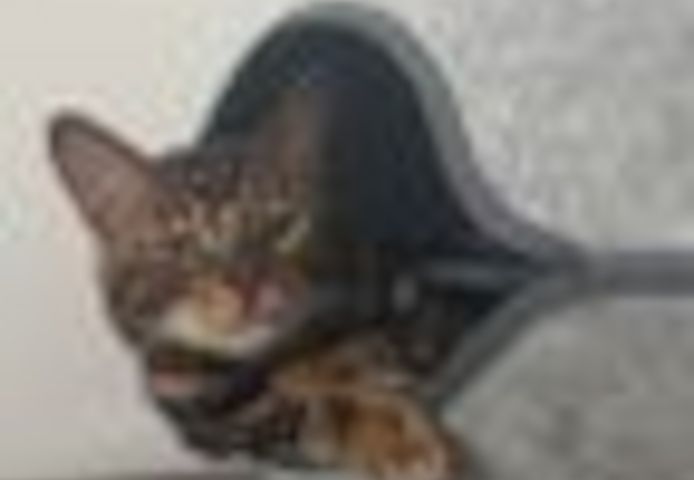 2 Jahre alter, kastrierter Kater (Bengale - Marbel) mit Stammbaum
