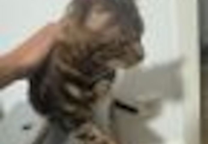 2 Jahre alter, kastrierter Kater (Bengale - Marbel) mit Stammbaum