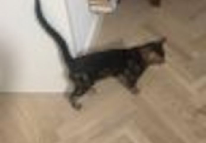 2 Jahre alter, kastrierter Kater (Bengale - Marbel) mit Stammbaum