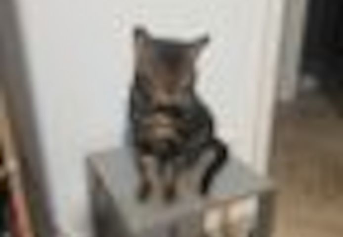 2 Jahre alter, kastrierter Kater (Bengale - Marbel) mit Stammbaum
