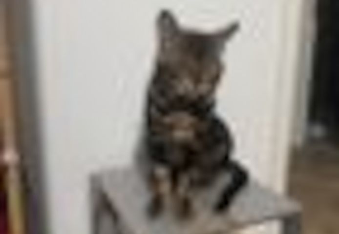 2 Jahre alter, kastrierter Kater (Bengale - Marbel) mit Stammbaum