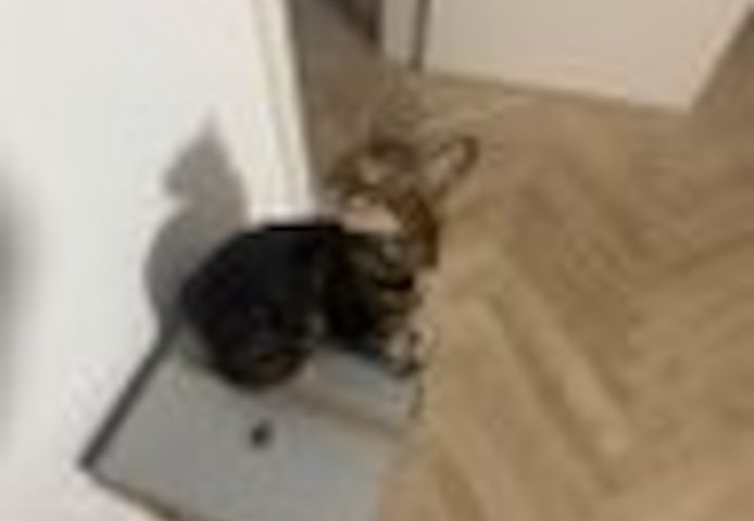 2 Jahre alter, kastrierter Kater (Bengale - Marbel) mit Stammbaum