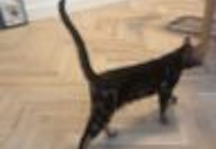 2 Jahre alter, kastrierter Kater (Bengale - Marbel) mit Stammbaum