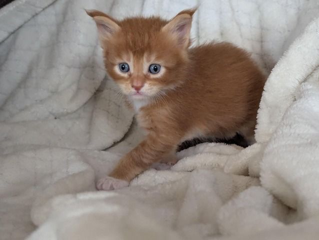 🐾 Maine Coon Kitten mit Herz & Magie – aus liebevoller Hobbyzucht „From Blasket Rock“
