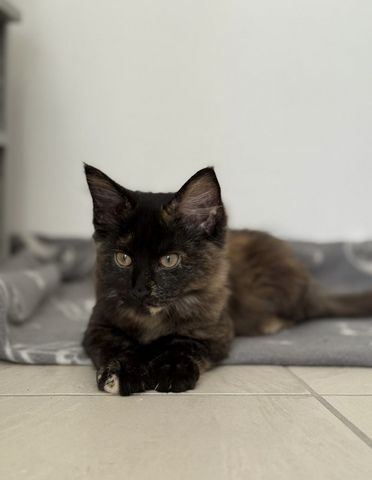 Reinrassige Maine-Coon Katze, sehr verschmust, in liebevolle Hände abzugeben