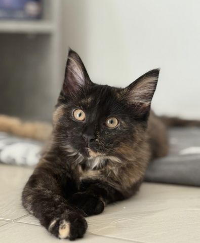 Reinrassige Maine-Coon Katze, sehr verschmust, in liebevolle Hände abzugeben