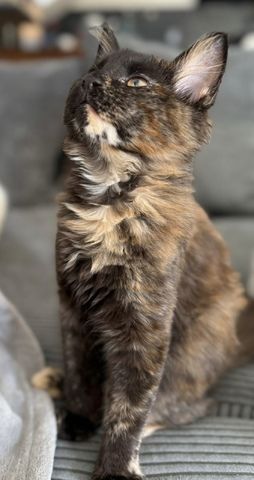 Reinrassige Maine-Coon Katze, sehr verschmust, in liebevolle Hände abzugeben