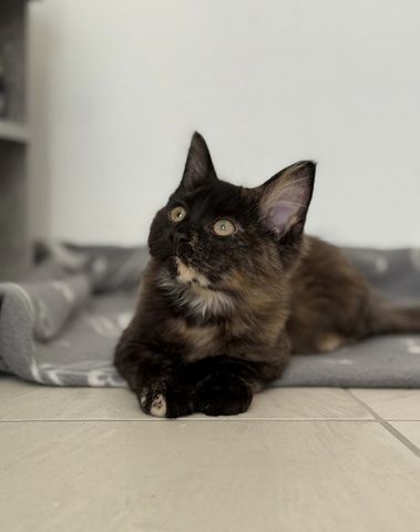 Reinrassige Maine-Coon Katze, sehr verschmust, in liebevolle Hände abzugeben