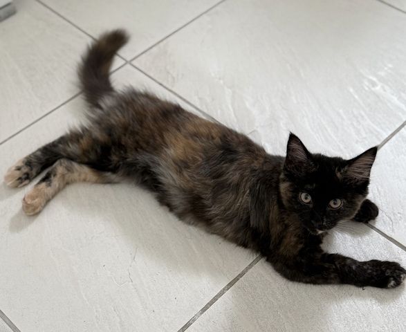 Reinrassige Maine-Coon Katze, sehr verschmust, in liebevolle Hände abzugeben