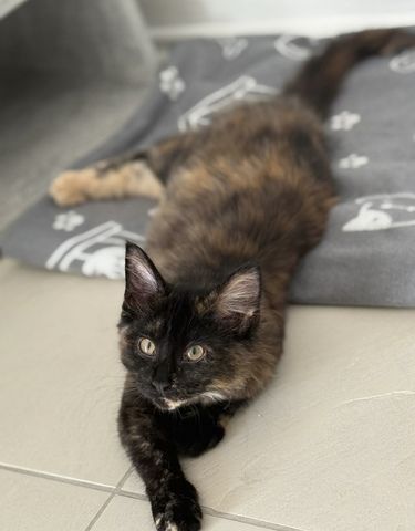 Reinrassige Maine-Coon Katze, sehr verschmust, in liebevolle Hände abzugeben