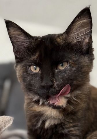 Reinrassige Maine-Coon Katze, sehr verschmust, in liebevolle Hände abzugeben