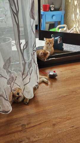 Britisch Kurzhaar Babykatzen