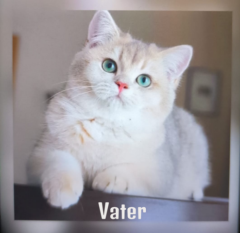 Britisch Kurzhaar Babykatzen