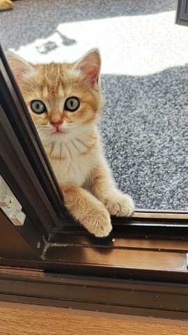 Britisch Kurzhaar Babykatzen