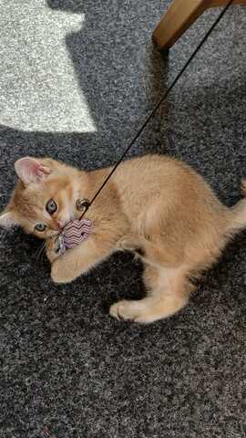 Britisch Kurzhaar Babykatzen