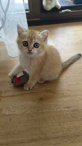 Britisch Kurzhaar Babykatzen