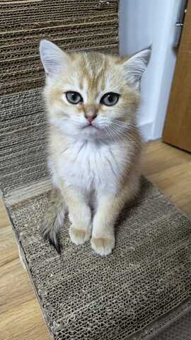 Britisch Kurzhaar Babykatzen