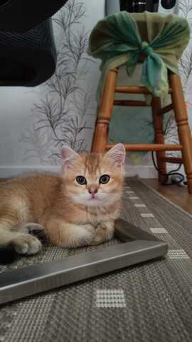 Britisch Kurzhaar Babykatzen