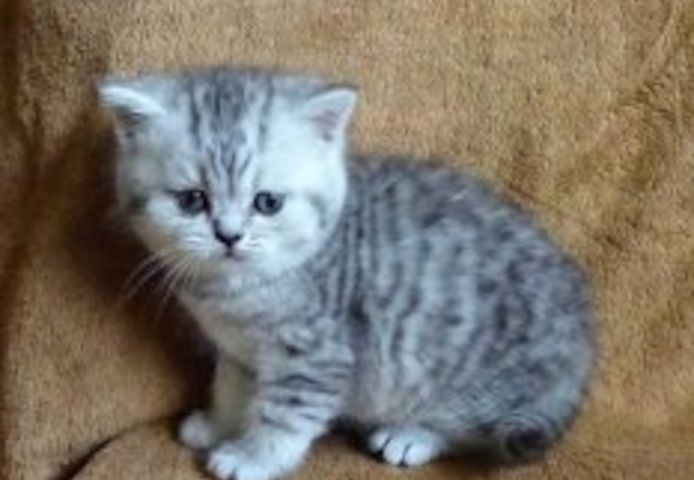 Munchkin Kätzchen 