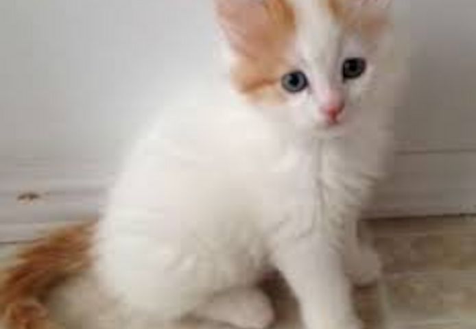 Türkische Van-Katzenbabys zu verkaufen