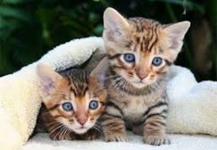 Toyger-Katzen und Kätzchen zu verkaufen