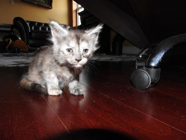Wunderschöne Maine Coon Kätzchen zu verkaufen