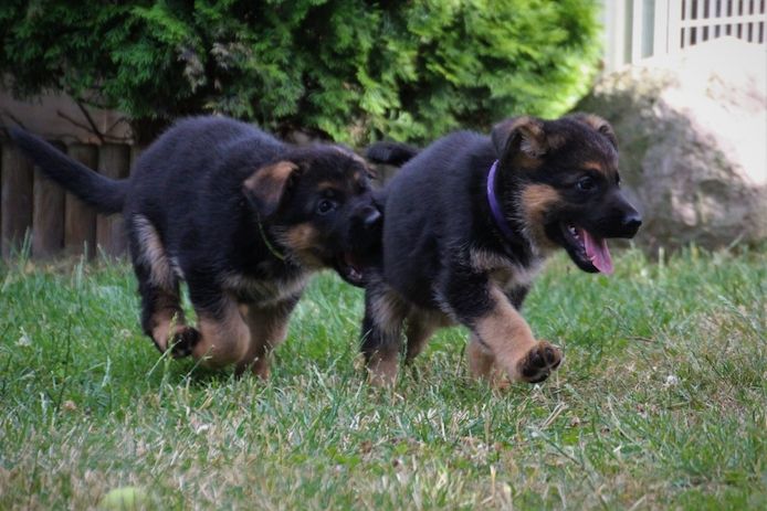 Deutsche Schäferhundwelpen abzugeben