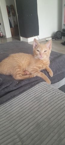 Katzenbabys