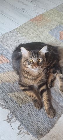 Maine Coon Kitten Kater vB