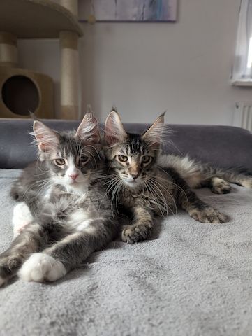 Maine Coon Kitten