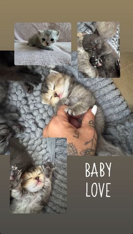 Britisch Kurzhaar kitten