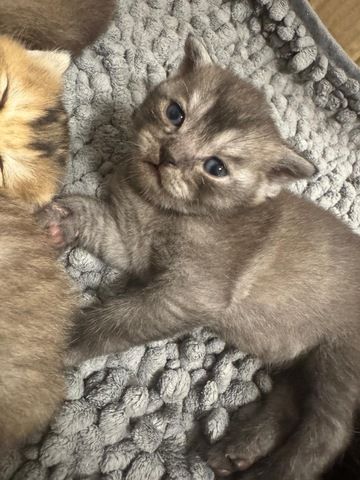 Britisch Kurzhaar kitten