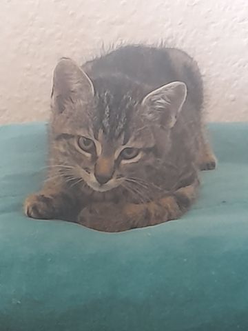 Katzenbaby sucht liebevolle Zuhause