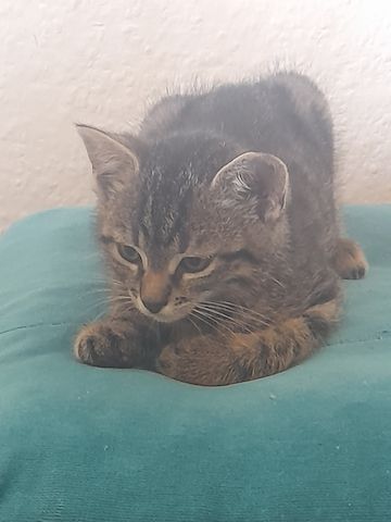 Katzenbaby sucht liebevolle Zuhause
