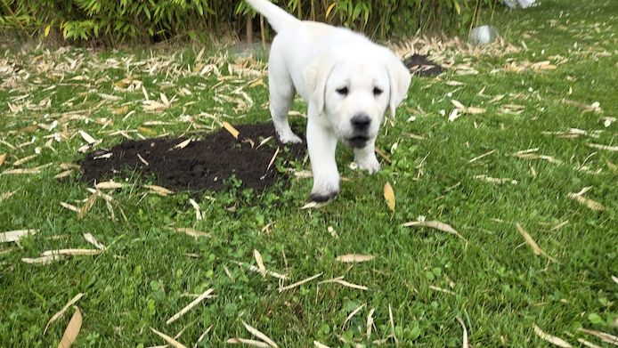 Labrador Welpen