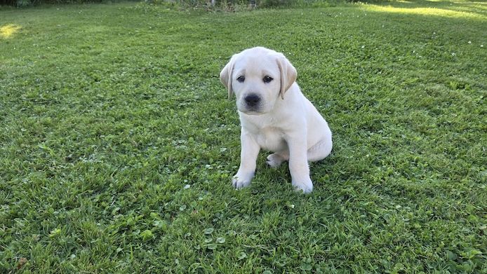 Labrador Welpen