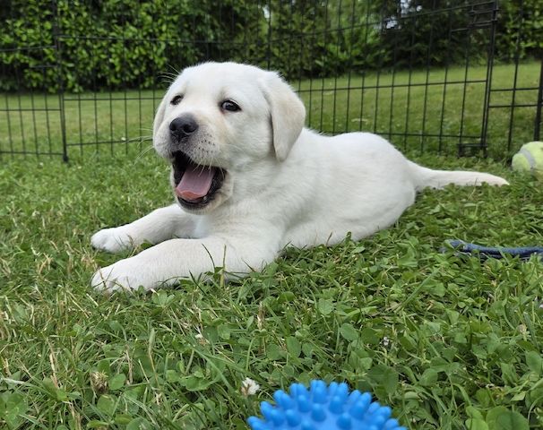 Labrador Welpen