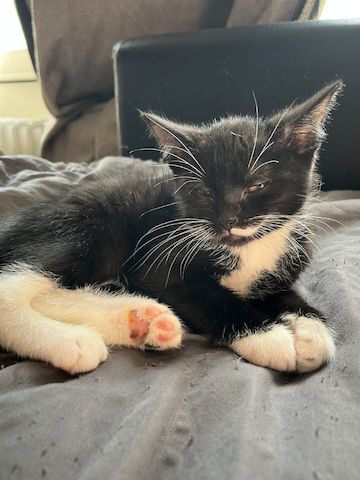 Babykatzen Kitten