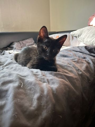 Babykatzen Kitten