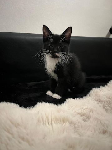 Babykatzen Kitten