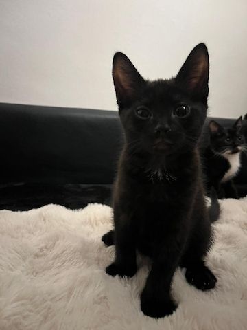 Babykatzen Kitten