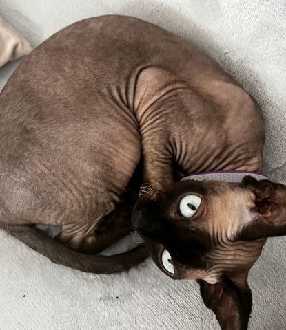 R Reinrassige Canadian Sphynx 4 Jahre Unkastriert, gechipt