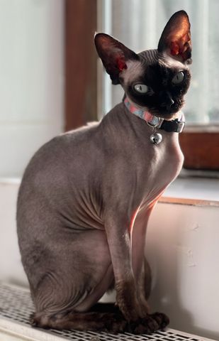 R Reinrassige Canadian Sphynx 4 Jahre Unkastriert, gechipt